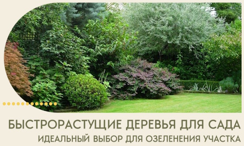 Быстрорастущие деревья для сада идеальный выбор в Елабуге