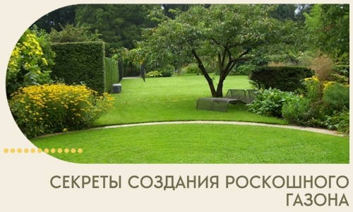 Секреты создания роскошного газона в Елабуге